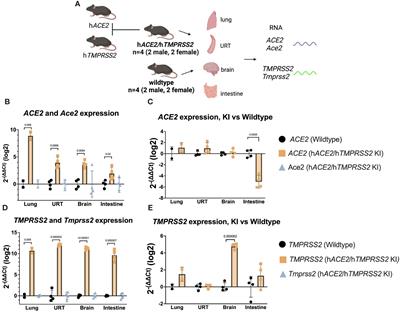 Establishment and characterization of an hACE2/hTMPRSS2 knock-in mouse model to study SARS-CoV-2